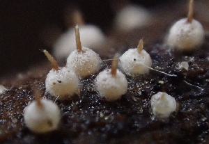  (Melanosporales - HAY-F-005374)  @11 [ ] by-nc (2023) Damon Tighe Fungal Diversity Survey