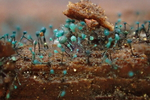  ( - HAY-F-005383)  @11 [ ] by-nc (2023) Damon Tighe Fungal Diversity Survey