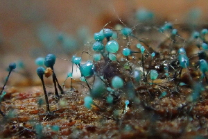  ( - HAY-F-005383)  @11 [ ] by-nc (2023) Damon Tighe Fungal Diversity Survey