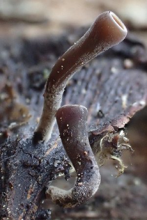  ( - HAY-F-005381)  @11 [ ] by-nc (2023) Damon Tighe Fungal Diversity Survey