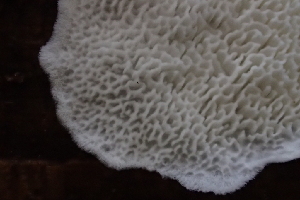  ( - HAY-F-005382)  @11 [ ] by-nc (2023) Damon Tighe Fungal Diversity Survey