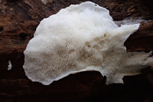  (Spongiporus - HAY-F-005382)  @11 [ ] by-nc (2023) Damon Tighe Fungal Diversity Survey