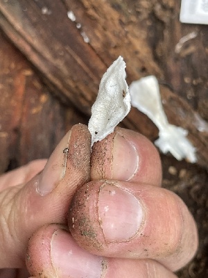  ( - HAY-F-005382)  @11 [ ] by-nc (2023) Damon Tighe Fungal Diversity Survey