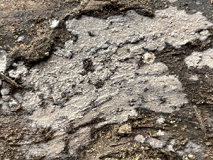  ( - HAY-F-005385)  @11 [ ] by-nc (2023) Damon Tighe Fungal Diversity Survey