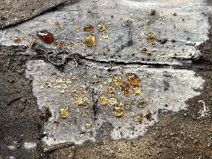  ( - HAY-F-005385)  @11 [ ] by-nc (2023) Damon Tighe Fungal Diversity Survey