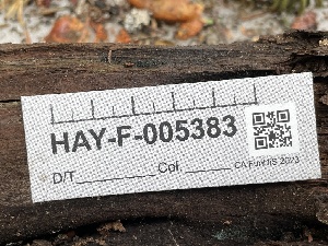  ( - HAY-F-005383)  @11 [ ] by-nc (2023) Damon Tighe Fungal Diversity Survey
