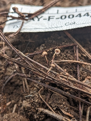  (Pseudomarasmius - HAY-F-004471)  @11 [ ] by-nc (2023) Stu Pickell Fungal Diversity Survey
