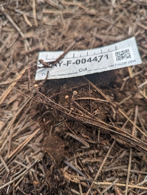  ( - HAY-F-004471)  @11 [ ] by-nc (2023) Stu Pickell Fungal Diversity Survey