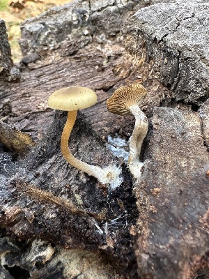  (Lyophyllaceae - HAY-F-005206)  @11 [ ] c (2023) Rudy Diaz Fungal Diversity Survey