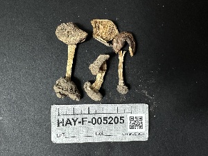  ( - HAY-F-005205)  @11 [ ] c (2023) Rudy Diaz Fungal Diversity Survey