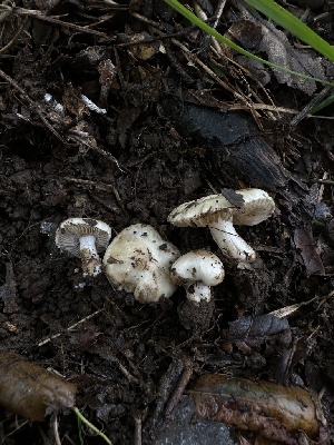  ( - HAY-F-005209)  @11 [ ] c (2023) Rudy Diaz Fungal Diversity Survey