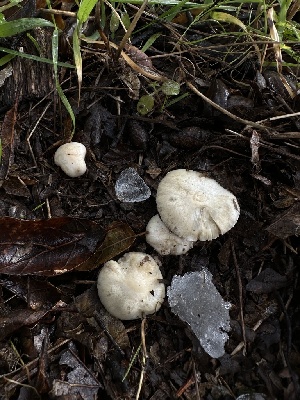  ( - HAY-F-005209)  @11 [ ] c (2023) Rudy Diaz Fungal Diversity Survey