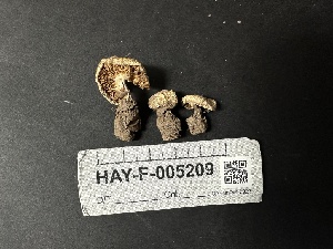  ( - HAY-F-005209)  @11 [ ] c (2023) Rudy Diaz Fungal Diversity Survey