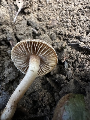  (Inocybe - HAY-F-005237)  @11 [ ] c (2023) Rudy Diaz Fungal Diversity Survey