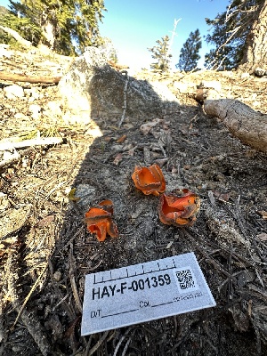  (Caloscypha sp. CA01 - HAY-F-001359)  @11 [ ] by-nc (2023) Aaron Tupac Fungal Diversity Survey
