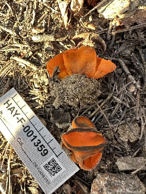  ( - HAY-F-001359)  @11 [ ] by-nc (2023) Aaron Tupac Fungal Diversity Survey