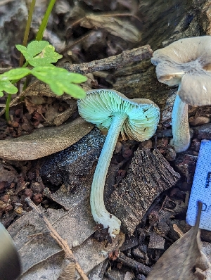  ( - HAY-F-004528)  @11 [ ] by-nc (2023) Stu Pickell Fungal Diversity Survey