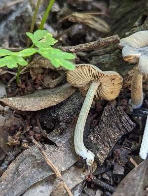  ( - HAY-F-004528)  @11 [ ] by-nc (2023) Stu Pickell Fungal Diversity Survey