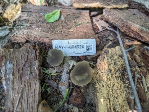  ( - HAY-F-004526)  @11 [ ] by-nc (2023) Stu Pickell Fungal Diversity Survey