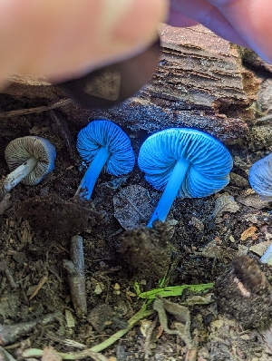  (Pluteus sp. cinereofuscus-CA01 - HAY-F-004526)  @11 [ ] by-nc (2023) Stu Pickell Fungal Diversity Survey