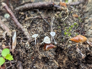  ( - HAY-F-004532)  @11 [ ] by-nc (2023) Stu Pickell Fungal Diversity Survey