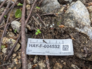  ( - HAY-F-004532)  @11 [ ] by-nc (2023) Stu Pickell Fungal Diversity Survey