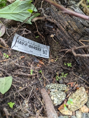  (Conobolbitina sp. PNW02 - HAY-F-004533)  @11 [ ] by-nc (2023) Stu Pickell Fungal Diversity Survey