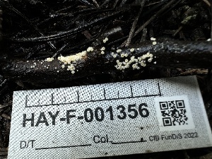  ( - HAY-F-001356)  @11 [ ] by-nc (2023) Aaron Tupac Fungal Diversity Survey