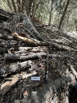 ( - HAY-F-001259)  @11 [ ] by-nc (2023) Aaron Tupac Fungal Diversity Survey
