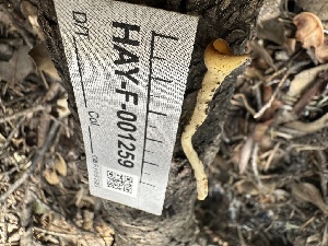  ( - HAY-F-001259)  @11 [ ] by-nc (2023) Aaron Tupac Fungal Diversity Survey