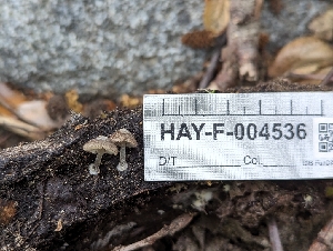  ( - HAY-F-004536)  @11 [ ] by-nc (2023) Stu Pickell Fungal Diversity Survey