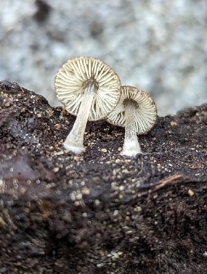  ( - HAY-F-004536)  @11 [ ] by-nc (2023) Stu Pickell Fungal Diversity Survey