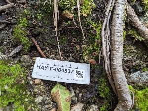  (Peziza sp. CA07 - HAY-F-004537)  @11 [ ] by-nc (2023) Stu Pickell Fungal Diversity Survey