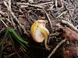  ( - HAY-F-003635)  @11 [ ] by-nc (2023) Sadie Hickey Fungal Diversity Survey