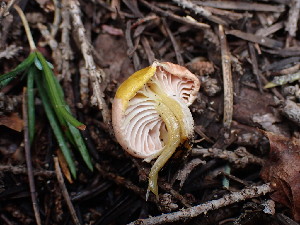  ( - HAY-F-003635)  @11 [ ] by-nc (2023) Sadie Hickey Fungal Diversity Survey