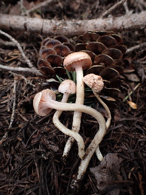  ( - HAY-F-003635)  @11 [ ] by-nc (2023) Sadie Hickey Fungal Diversity Survey