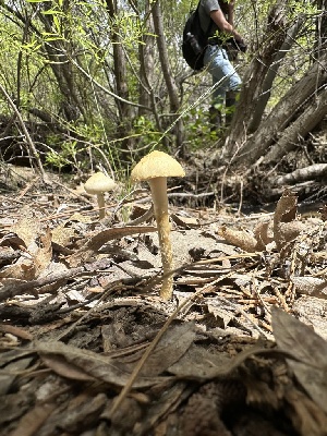  ( - HAY-F-005211)  @11 [ ] c (2023) Rudy Diaz Fungal Diversity Survey