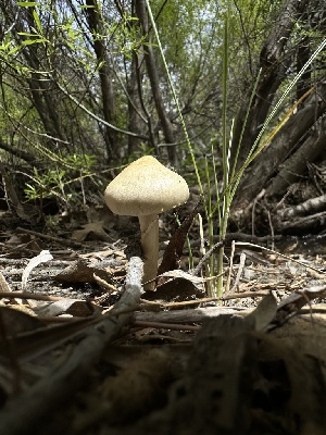  ( - HAY-F-005211)  @11 [ ] c (2023) Rudy Diaz Fungal Diversity Survey