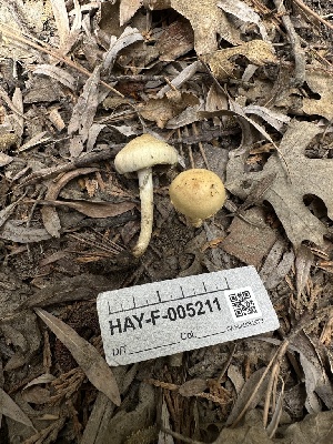  ( - HAY-F-005211)  @11 [ ] c (2023) Rudy Diaz Fungal Diversity Survey