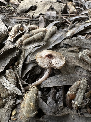  ( - HAY-F-002753)  @11 [ ] c (2023) Rudy Diaz Fungal Diversity Survey