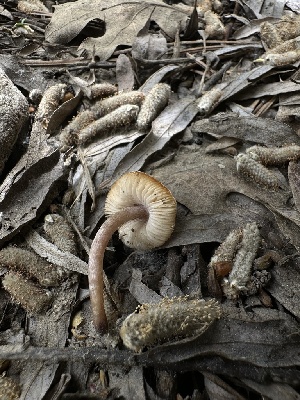  ( - HAY-F-002753)  @11 [ ] c (2023) Rudy Diaz Fungal Diversity Survey