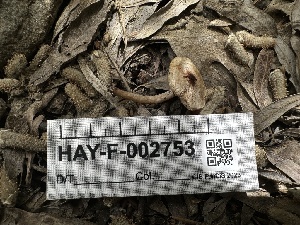  ( - HAY-F-002753)  @11 [ ] c (2023) Rudy Diaz Fungal Diversity Survey