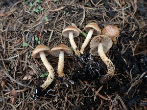  (Pholiota molesta - HAY-F-003625)  @11 [ ] by-nc (2023) Sadie Hickey Fungal Diversity Survey