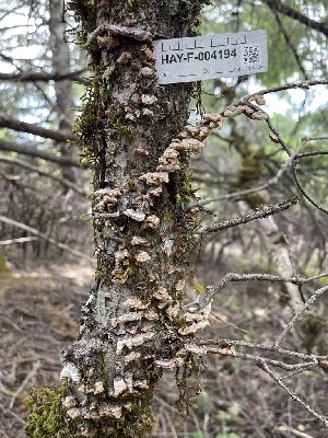  ( - HAY-F-004194)  @11 [ ] by-nc (2023) Jaren Hockert Fungal Diversity Survey