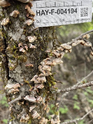  ( - HAY-F-004194)  @11 [ ] by-nc (2023) Jaren Hockert Fungal Diversity Survey
