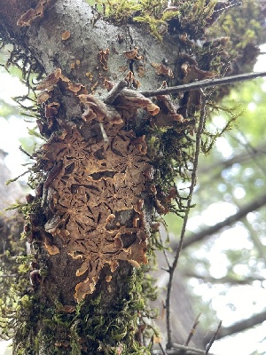  ( - HAY-F-004194)  @11 [ ] by-nc (2023) Jaren Hockert Fungal Diversity Survey
