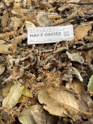  ( - HAY-F-004352)  @11 [ ] by-nc (2023) Jaren Hockert Fungal Diversity Survey