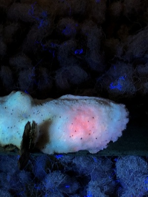  ( - HAY-F-004986)  @11 [ ] by-nc (2023) Dean Lyons Fungal Diversity Survey