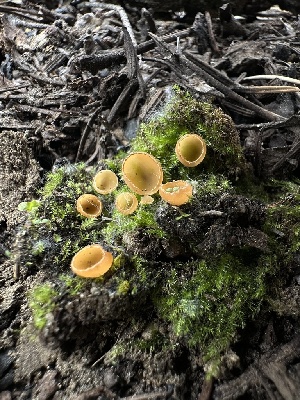  ( - HAY-F-002754)  @11 [ ] c (2023) Rudy Diaz Fungal Diversity Survey