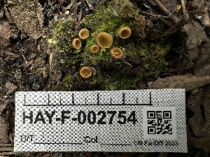  ( - HAY-F-002754)  @11 [ ] c (2023) Rudy Diaz Fungal Diversity Survey
